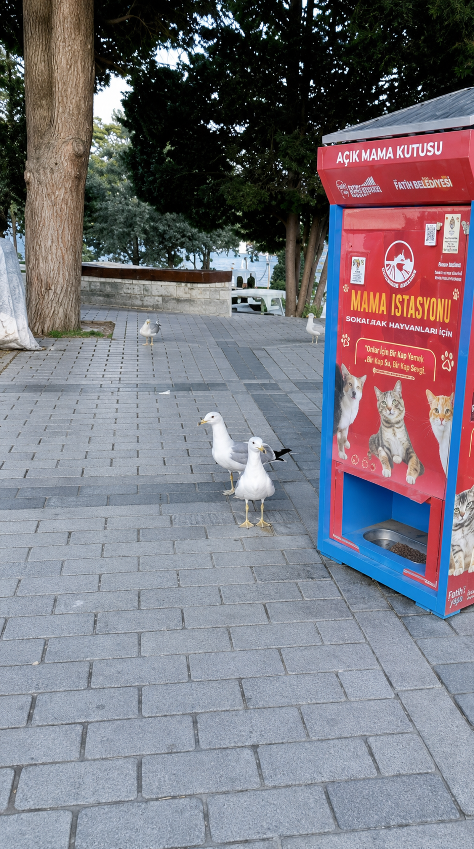 A gaivota bilíngue de Istambul e o segredo da comunicação que conecta