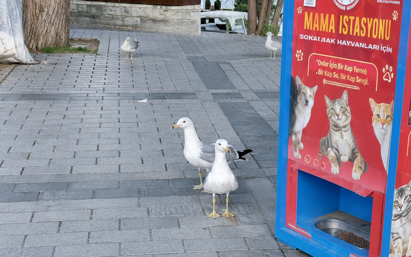 A gaivota bilíngue de Istambul e o segredo da comunicação que conecta