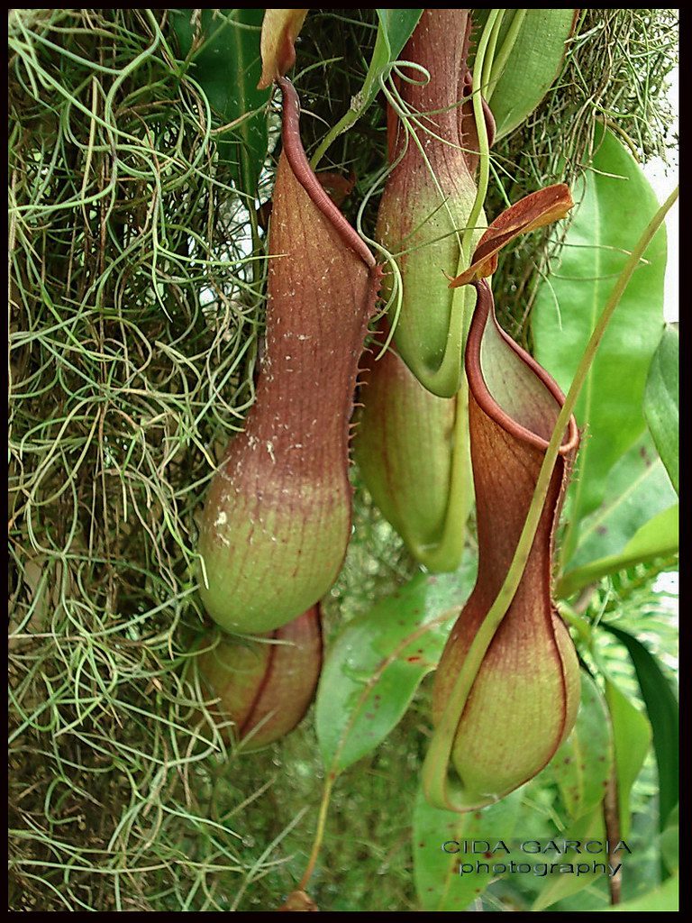 Plantas carnívoras em estufa de vidro com iluminação natural