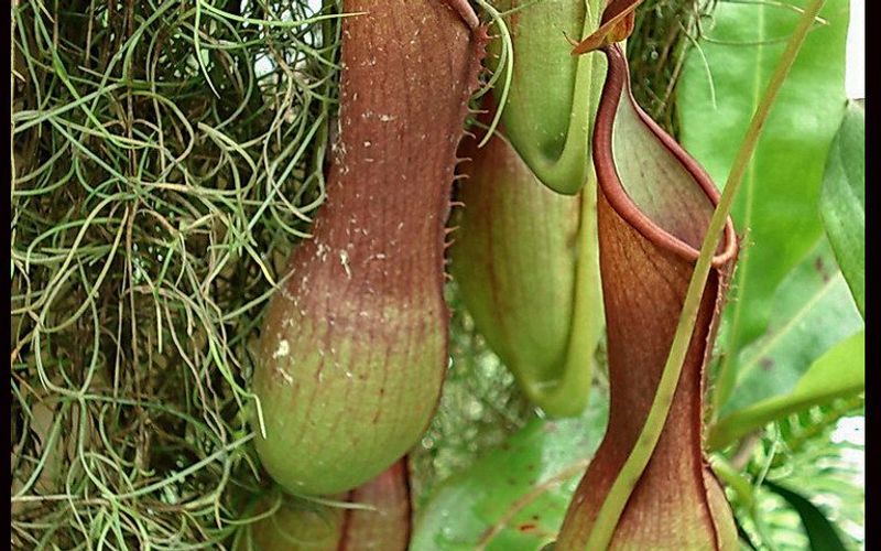 Plantas carnívoras em estufa de vidro com iluminação natural