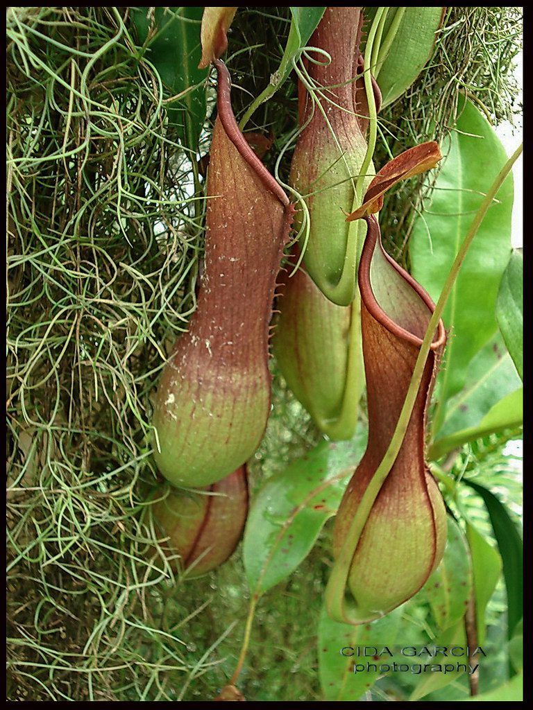 Plantas carnívoras em estufa de vidro com iluminação natural