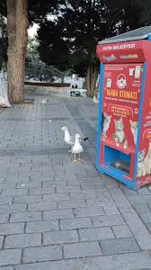A gaivota bilíngue de Istambul e o segredo da comunicação que conecta