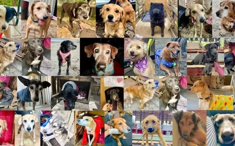 Cães resgatados em enchente esperando adoção em abrigo temporário.