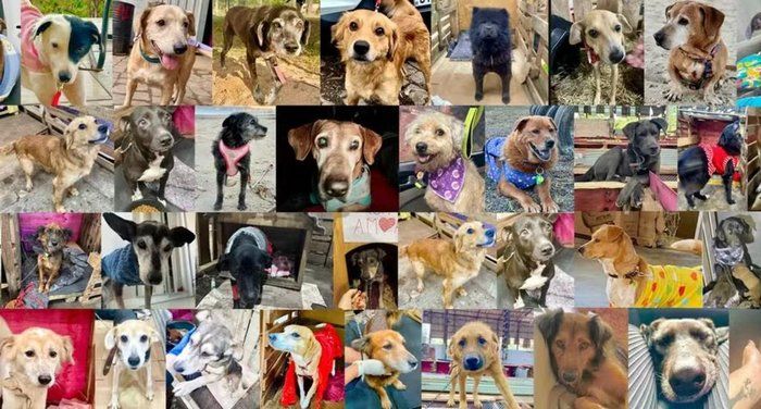 Cães resgatados em enchente esperando adoção em abrigo temporário.
