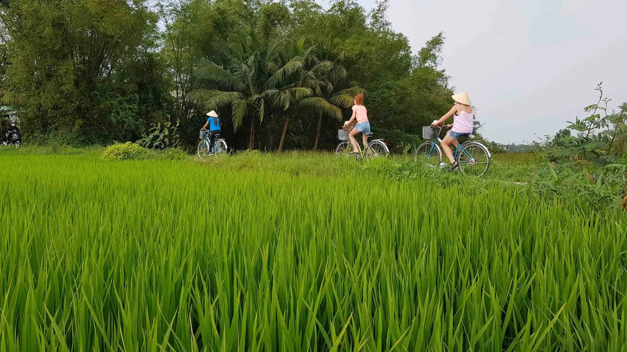 Guests cycling single file along a dyke path through bright green rice paddies near Hoi An, wearing conical hats.