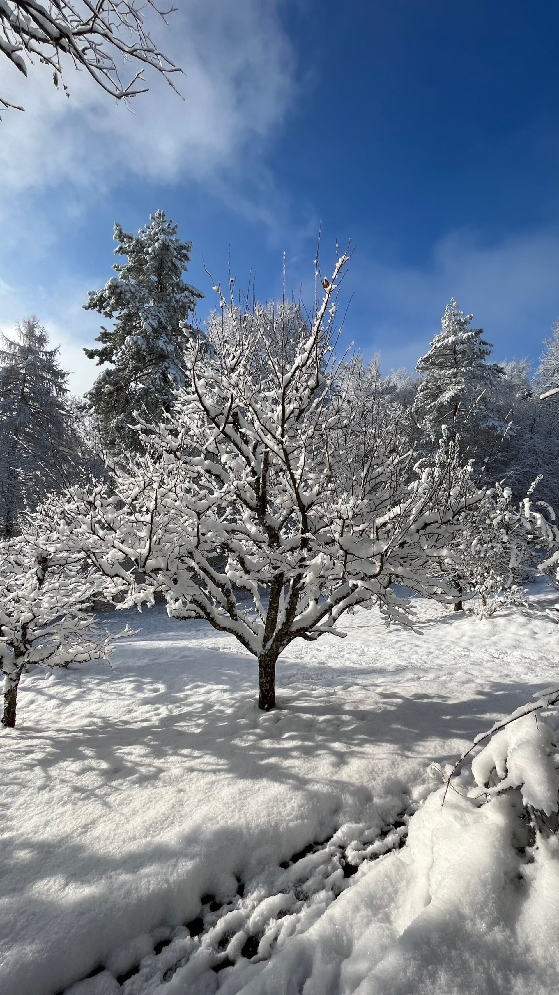 Sonnenlicht im Wald oberhalb der Sennhütte