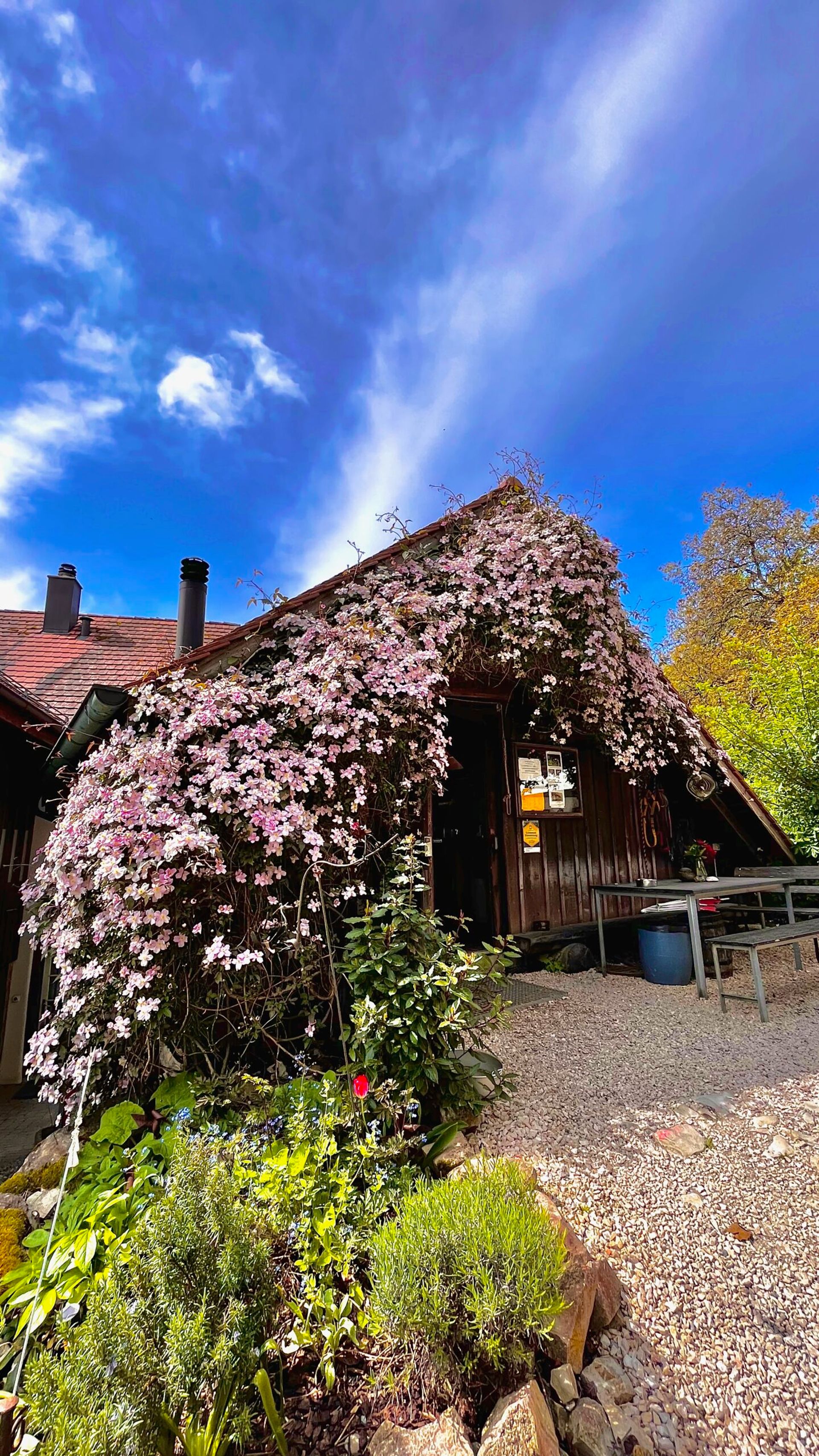 Das Sennhütte-Stübli mit blühender Clematis
