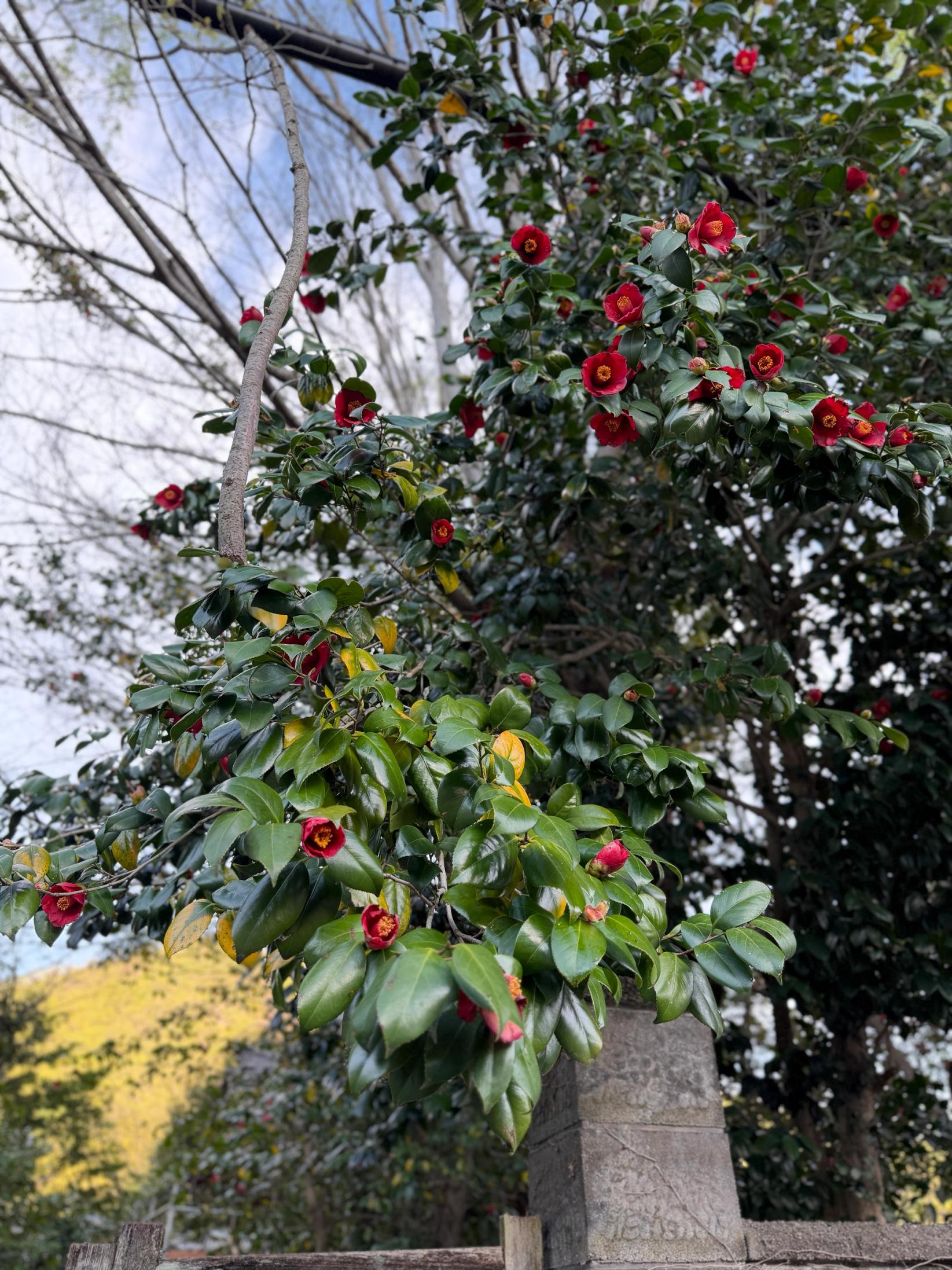 登山帰りの道で見かけた椿