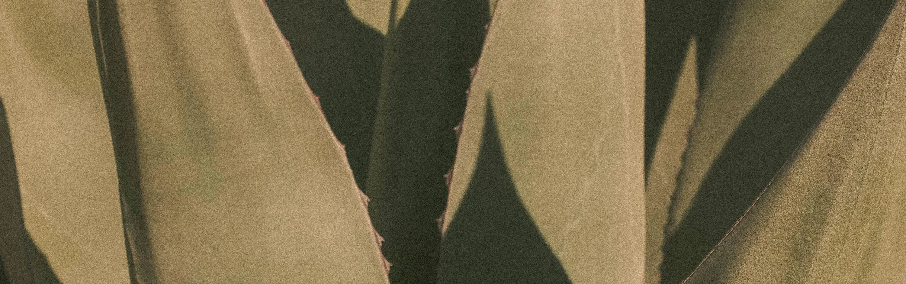 agave leaves