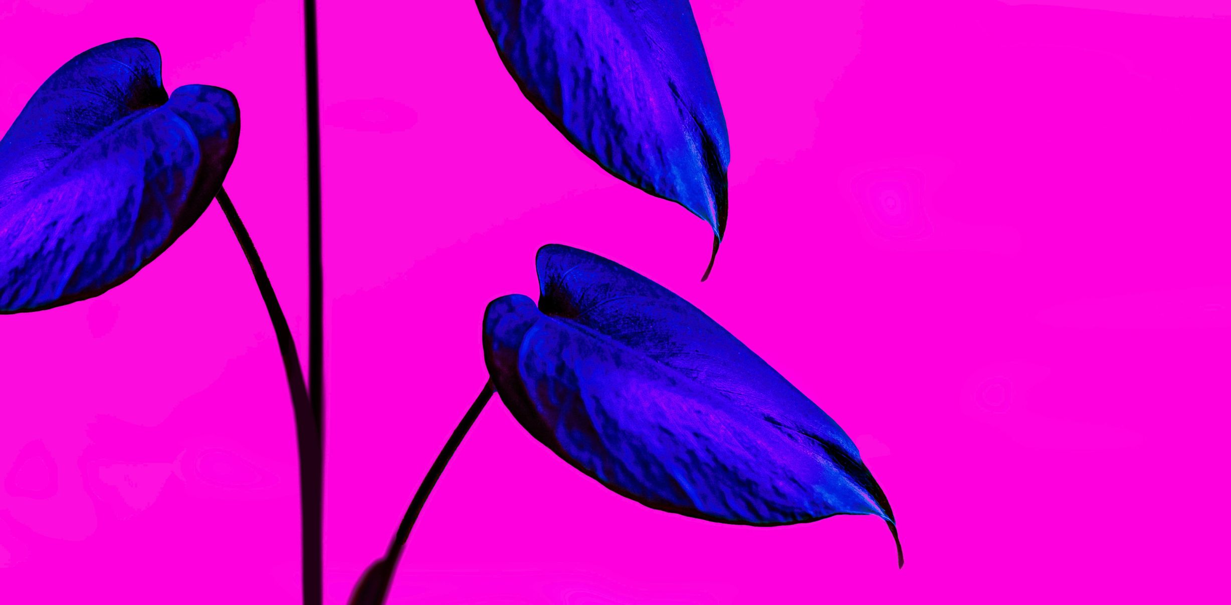 Suuri kasvi vaaleanpunaisella taustalla.