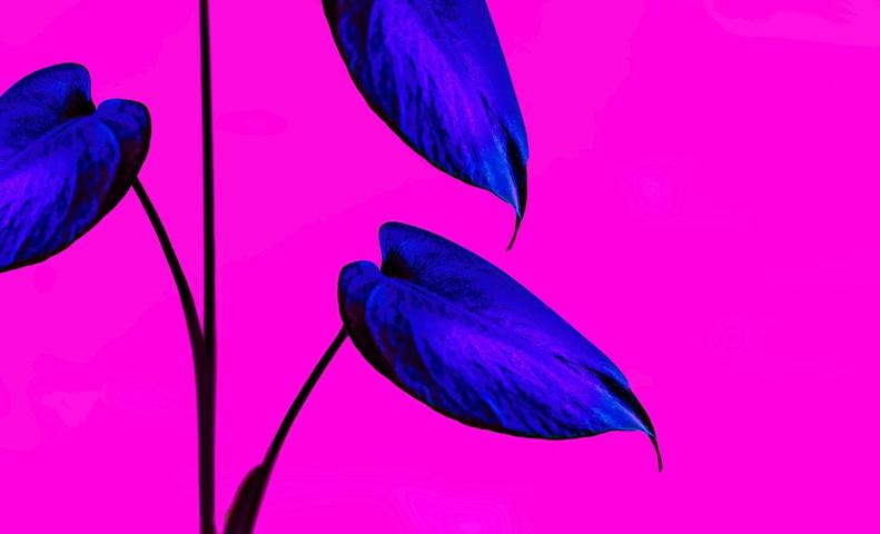 Suuri kasvi vaaleanpunaisella taustalla.