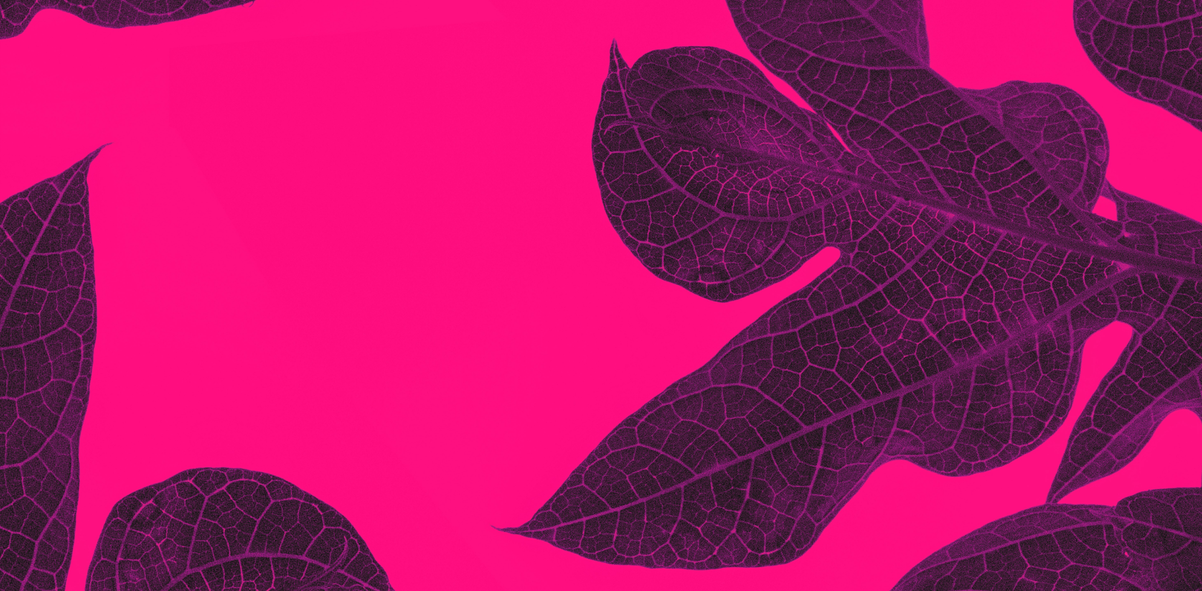 Suuri kasvi vaaleanpunaisella taustalla.