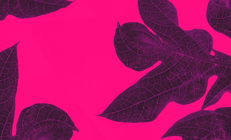 Suuri kasvi vaaleanpunaisella taustalla.