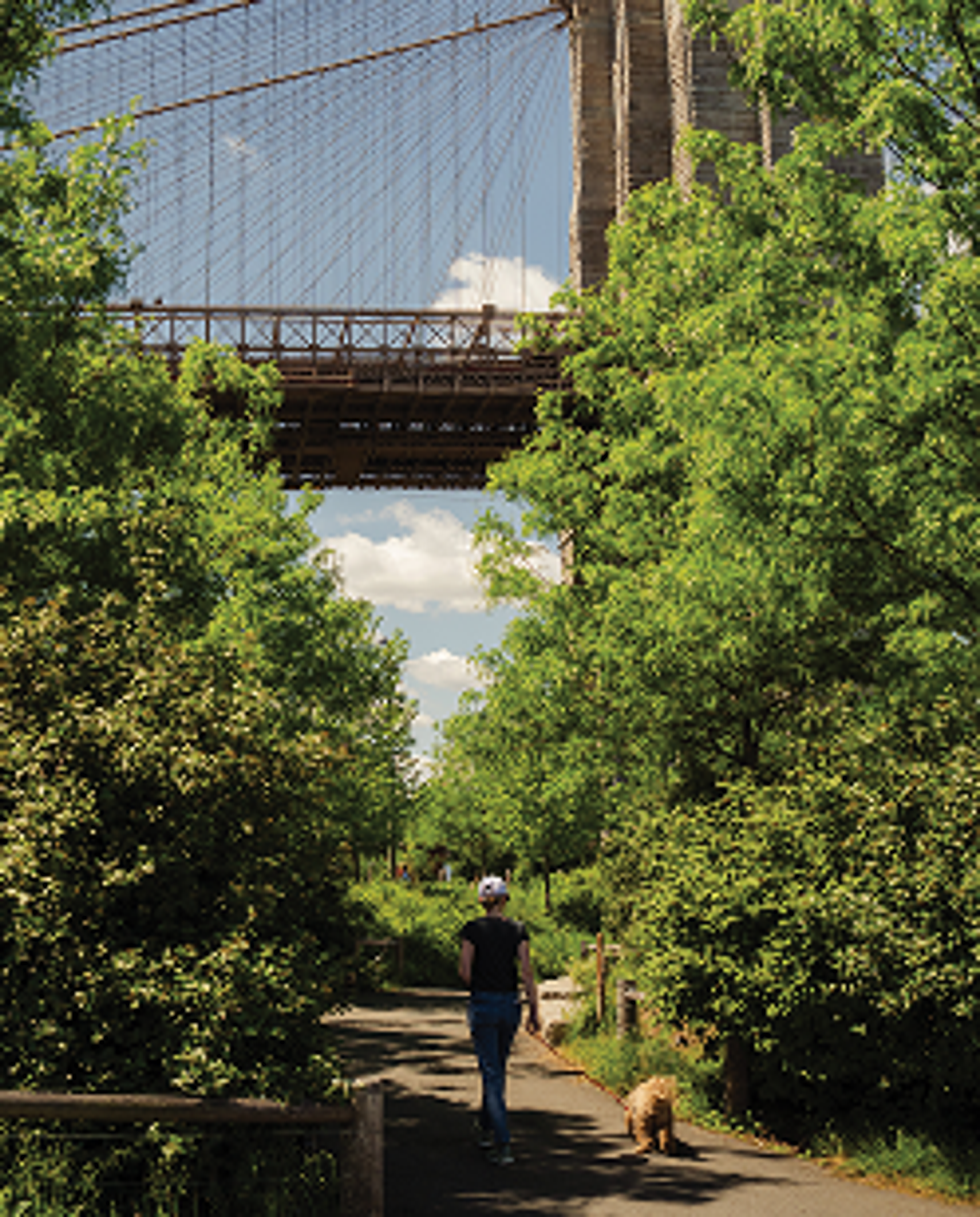 bridge and trees