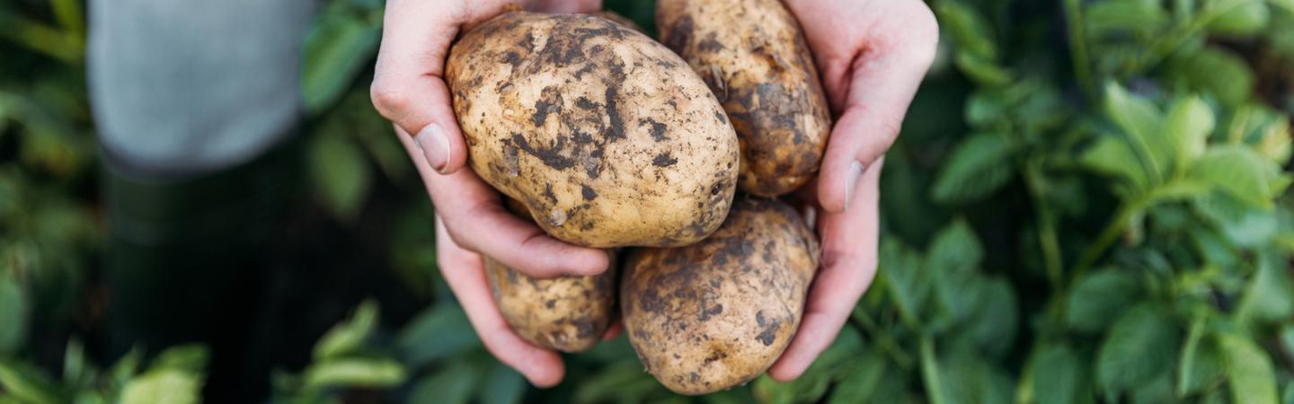 Potatoes | Our Products | Manor Fresh