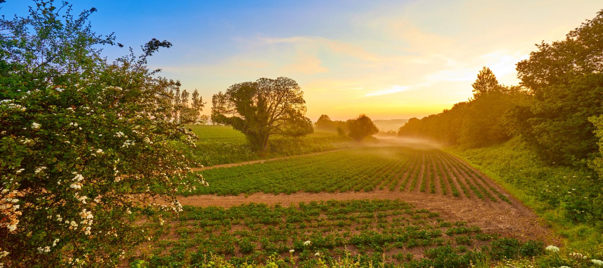 Beautiful view of a field