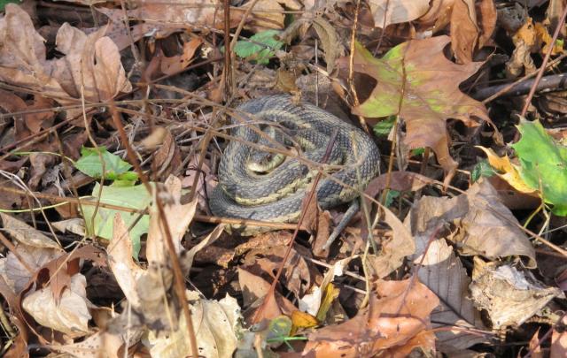 Snakebite Kits … Do They Work?
