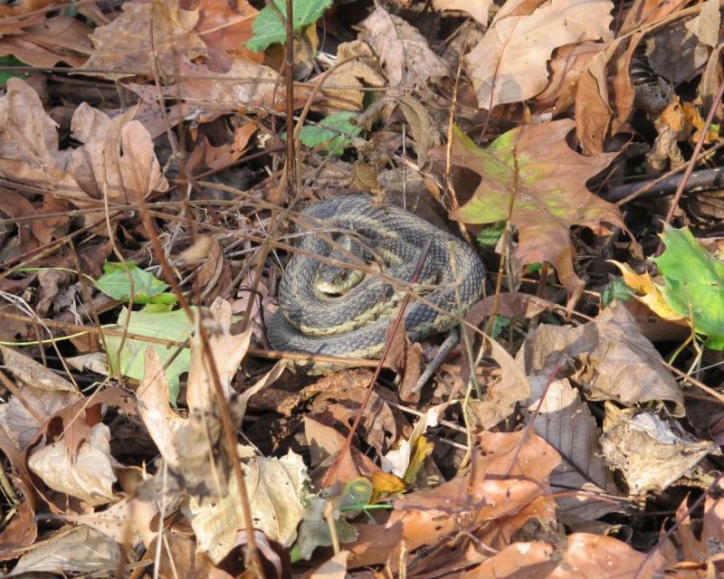 Snakebite Kits … Do They Work?