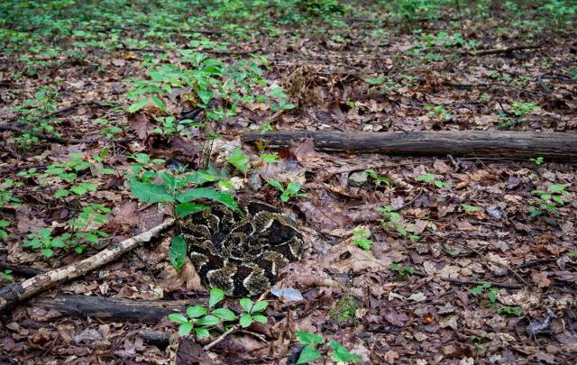Do Snakebite Kits Work? The Evidence Says No