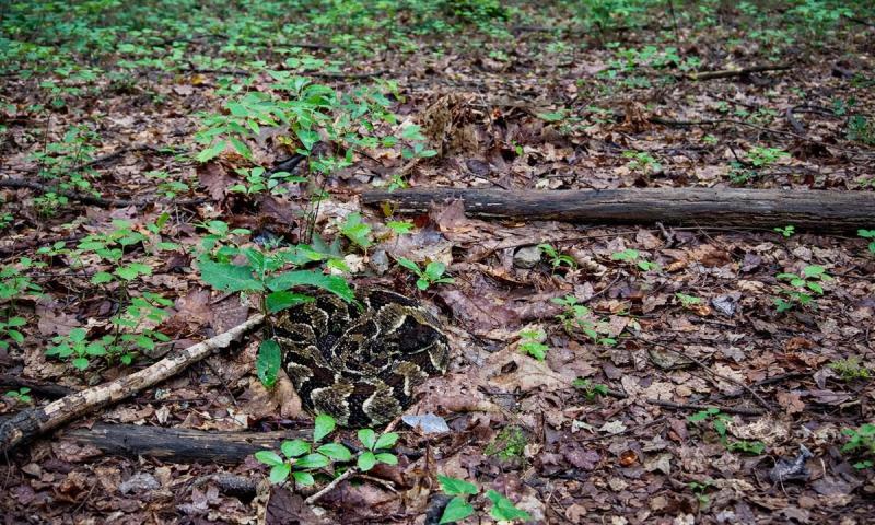 Do Snakebite Kits Work? The Evidence Says No