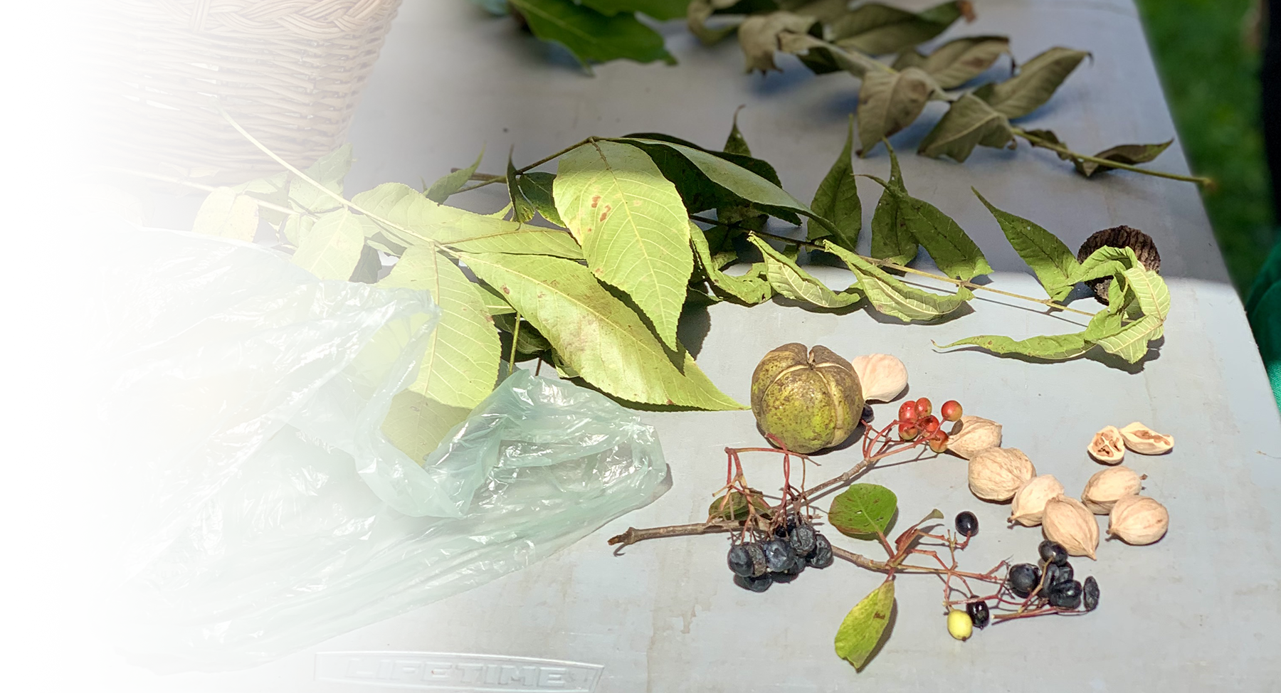 Photograph of wild edibles on a table