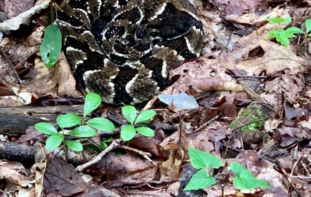 Wilderness First Aid – Snakebite