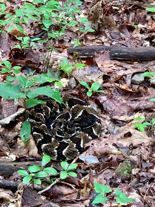 Wilderness First Aid – Snakebite