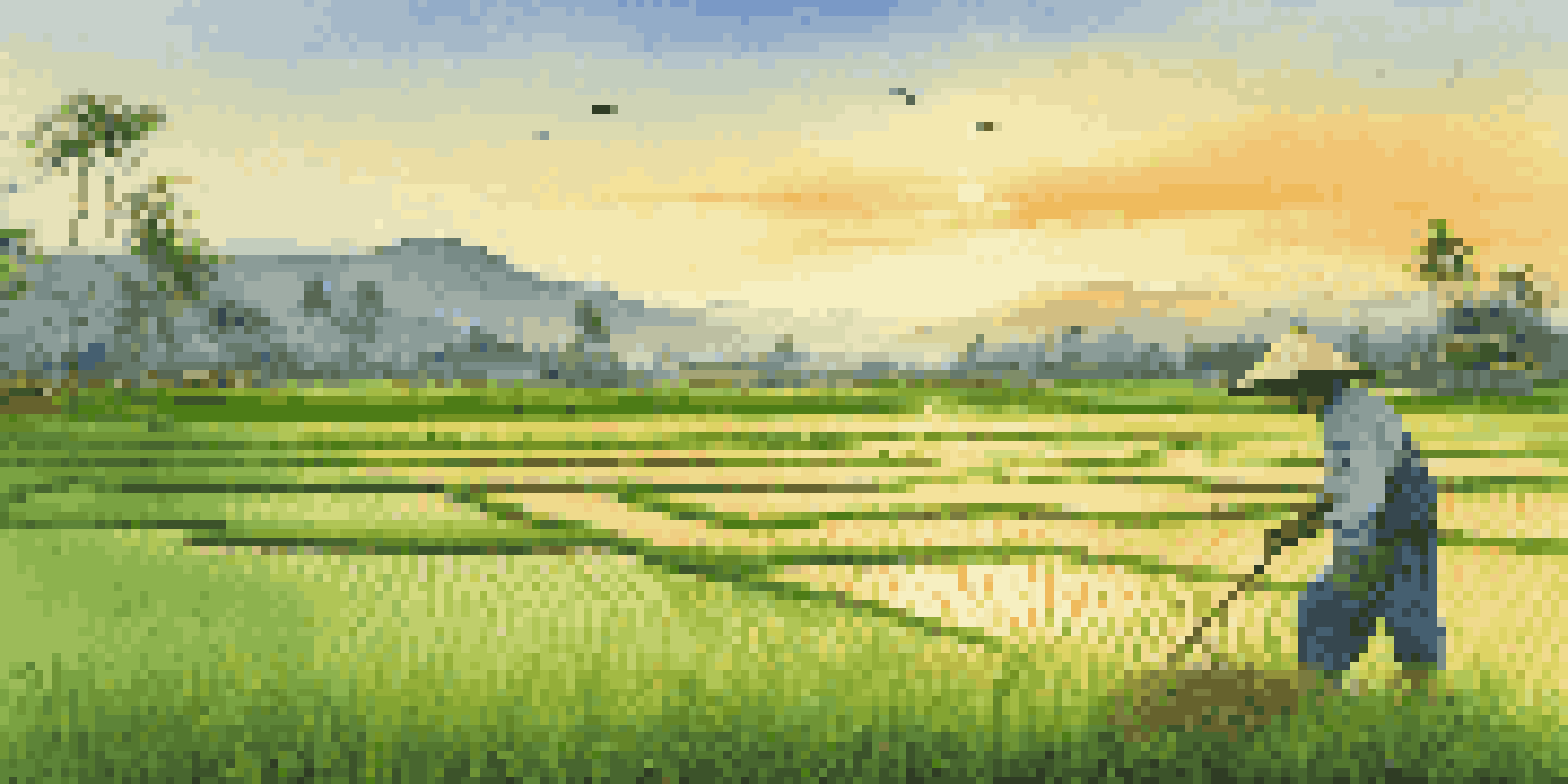 A farmer applying organic fertilizers in a lush green rice paddy field at sunrise, with distant hills in the background.