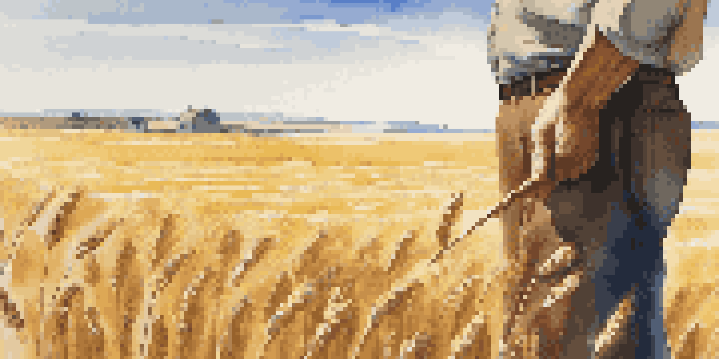 A farmer examines golden wheat fields under a clear blue sky, highlighting the grains in the sunlight.