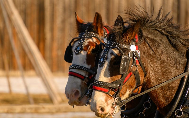 Side view of a brown horse wearing a leather harness