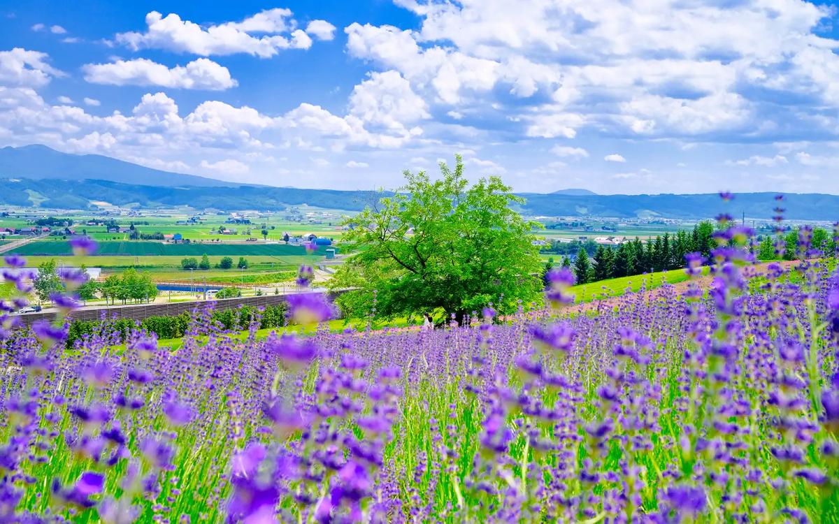 Purple lavender field with green tree and mountains under blue sky