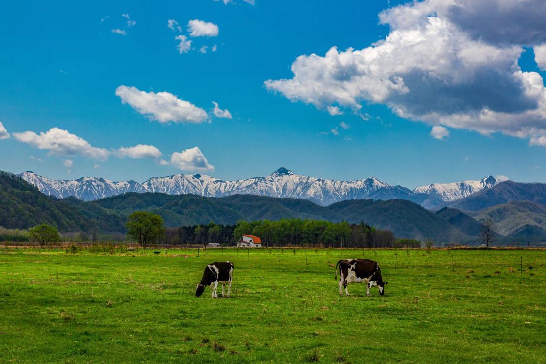 Cows grazing in green pasture with snow-capped mountains and farmhouse in background