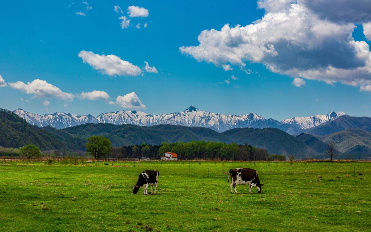 Cows grazing in green pasture with snow-capped mountains and farmhouse in background