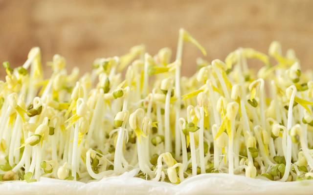 Reasonable and Nutritious. Eat More Bean Sprouts!
