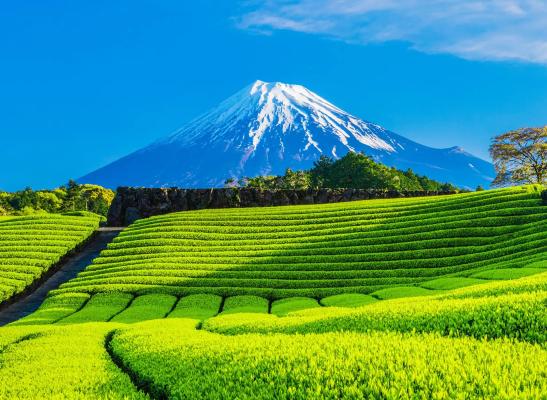 Shizuoka Tokai Fair 2024: Demonstration Tasting