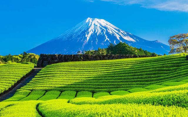 Shizuoka Tokai Fair 2024: Demonstration Tasting