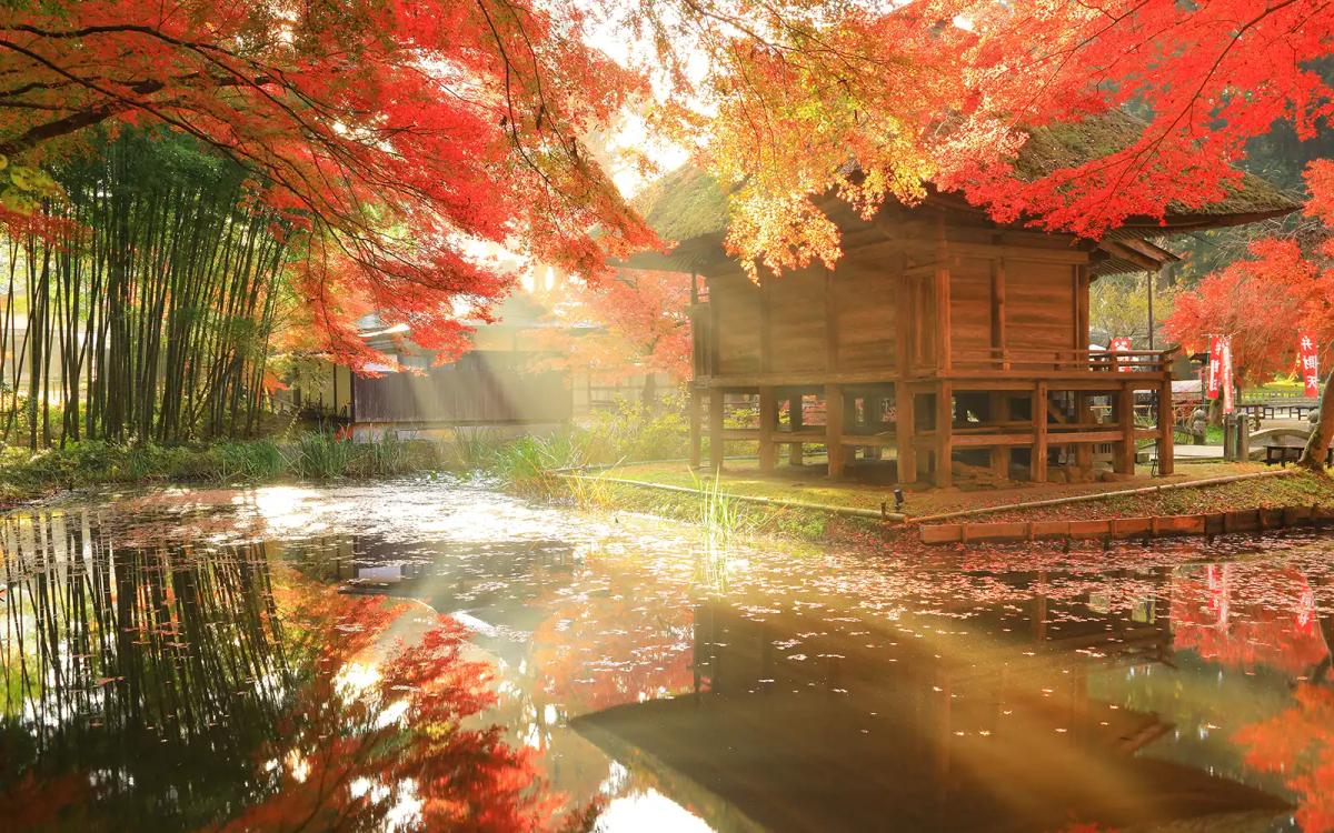 Autumn garden with wooden pavilion, red maple trees, bamboo grove, and reflecting pond
