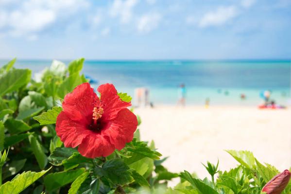 Taste of Japan: Find Local Food at Okinawa Fair!
