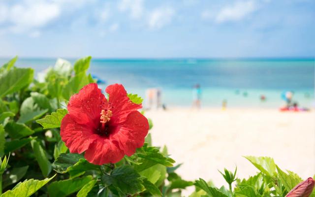 Taste of Japan: Find Local Food at Okinawa Fair!