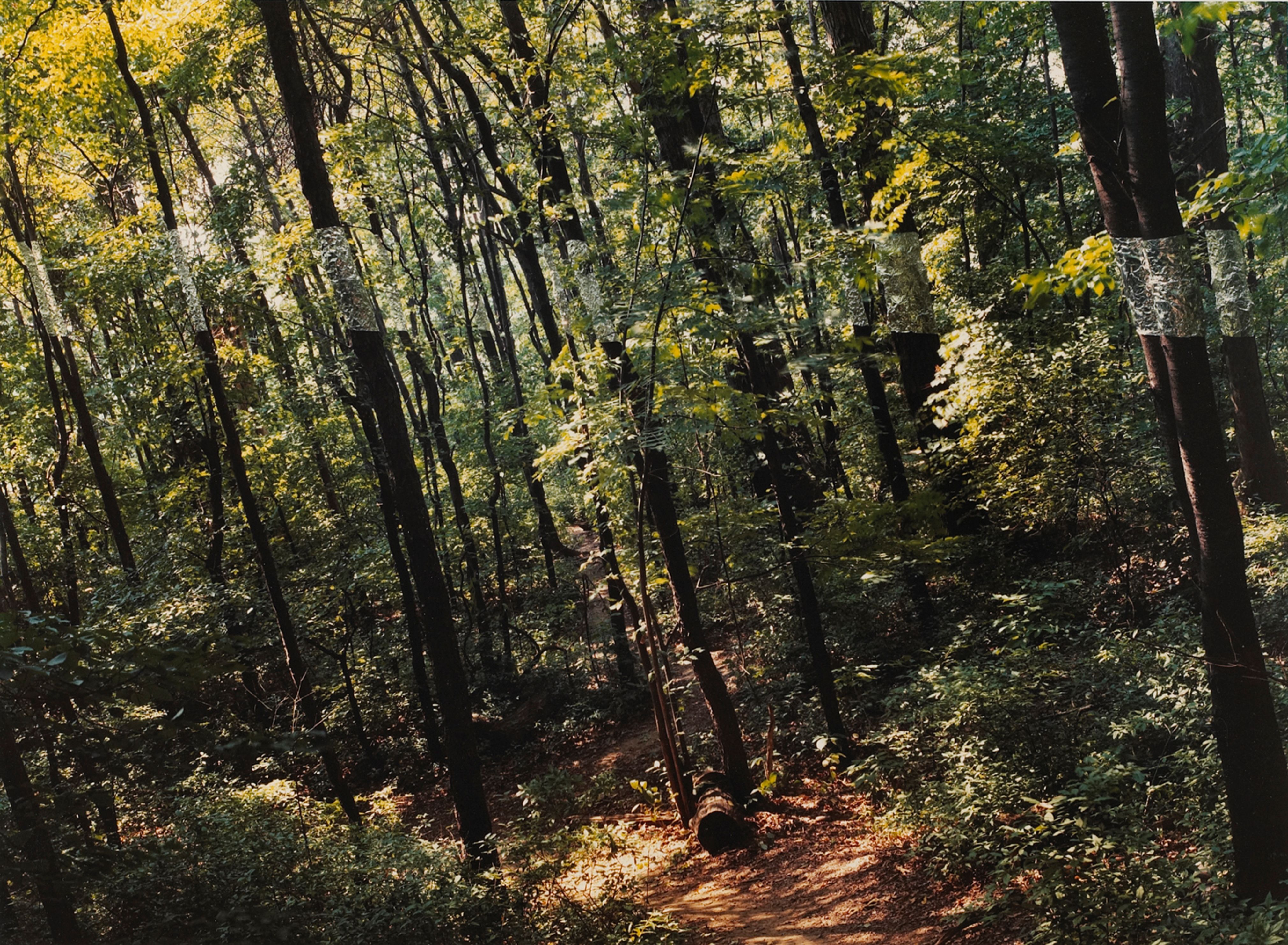 Slanting Forest, Artpark, Lewiston, New York