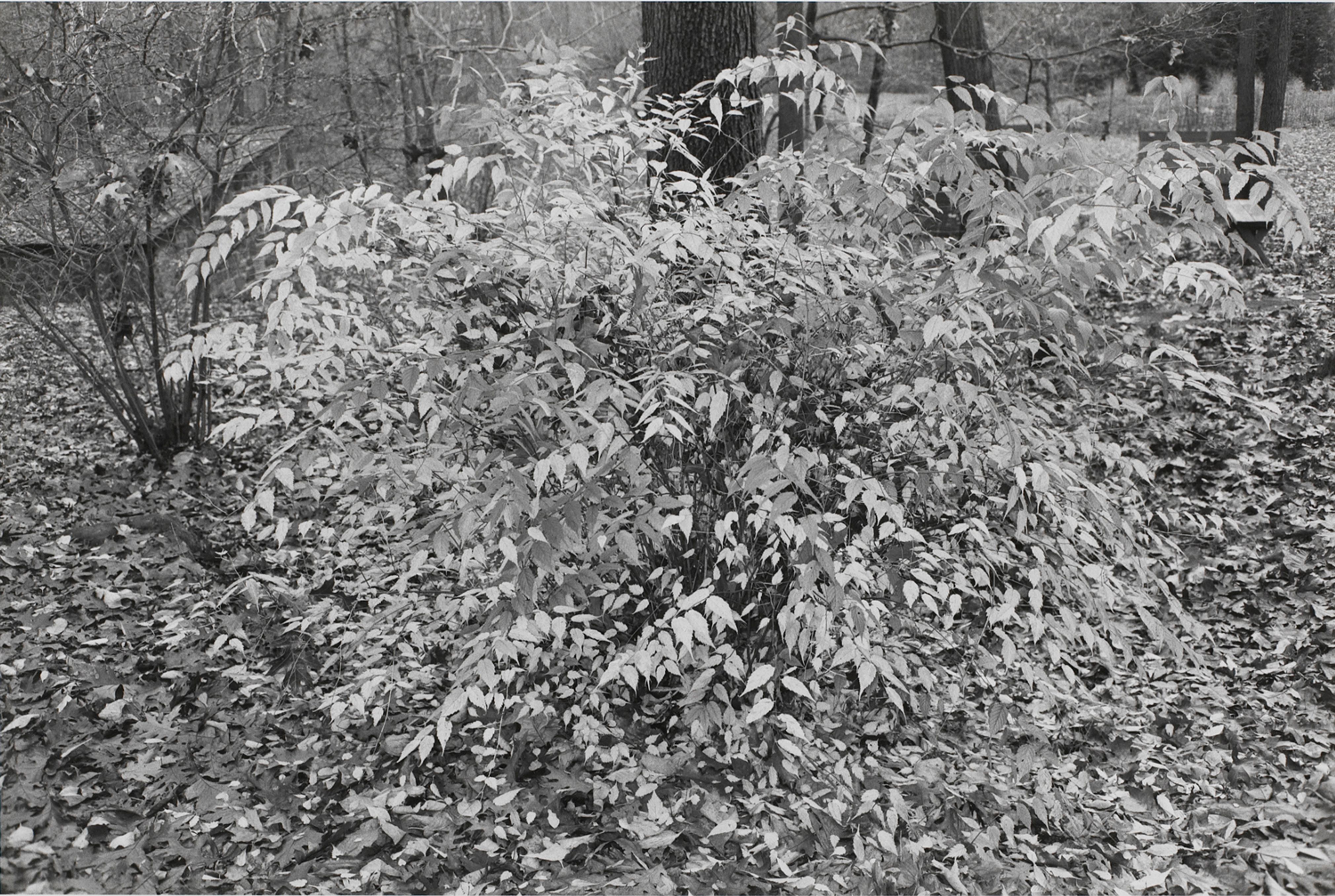 Untitled, New York City ( Leaves)