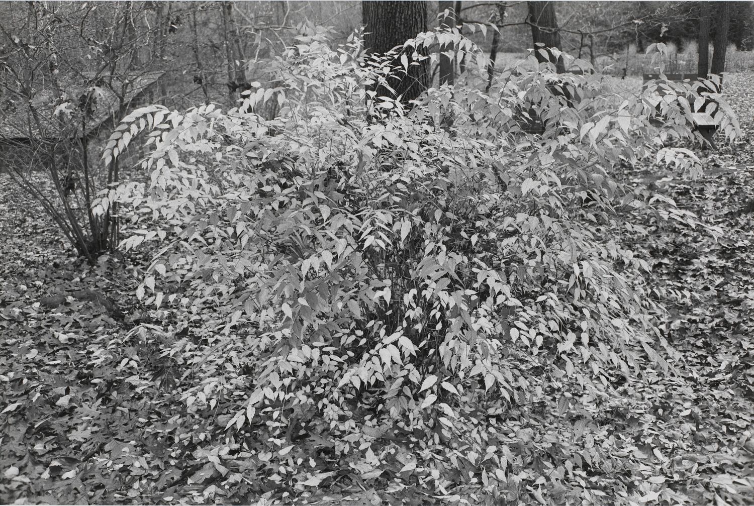 Untitled, New York City ( Leaves)