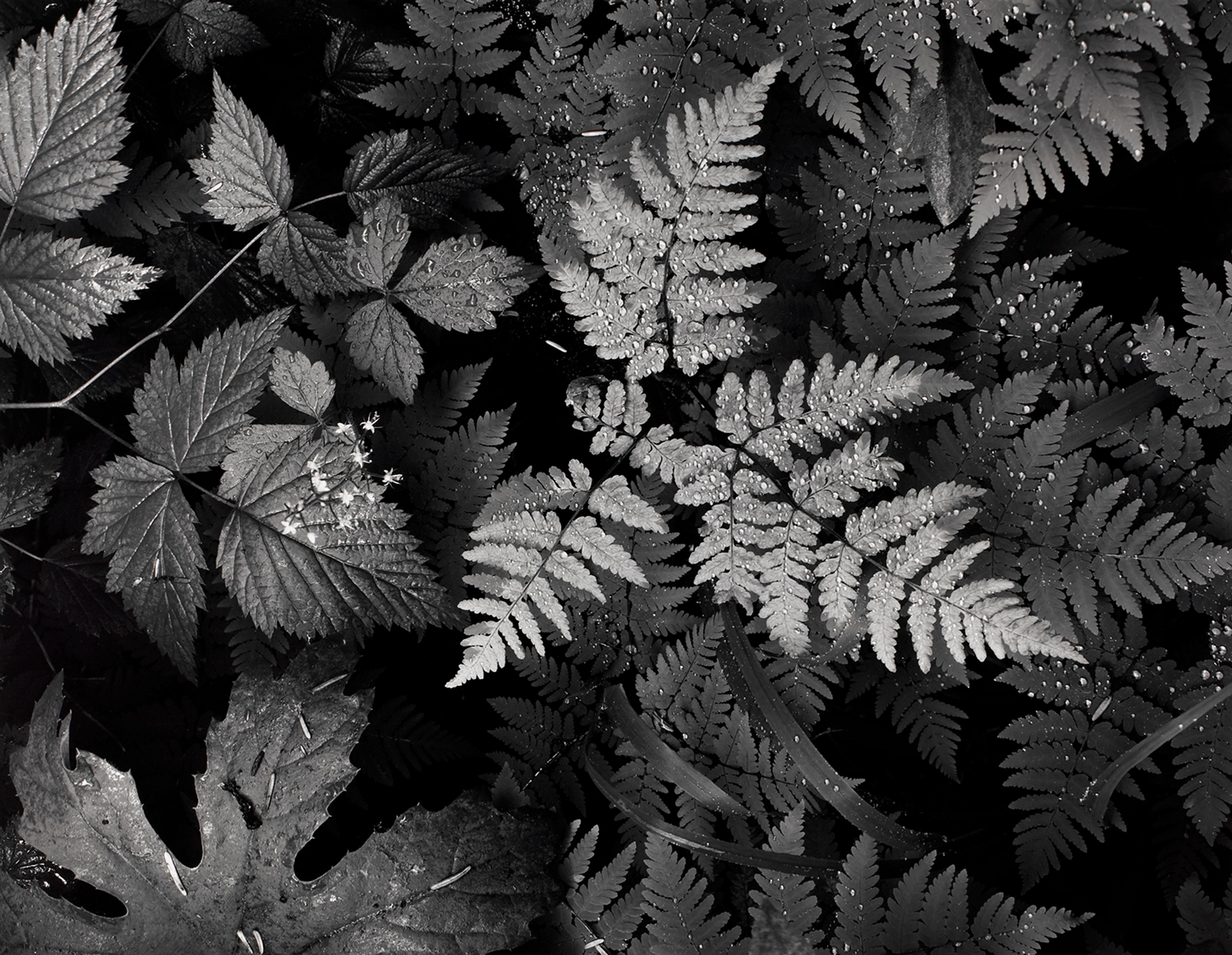 Leaves, Mount Rainier National Park, Washington