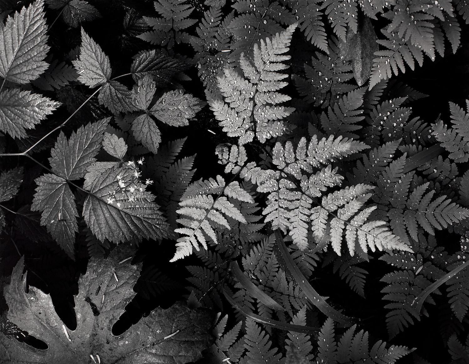 Leaves, Mount Rainier National Park, Washington