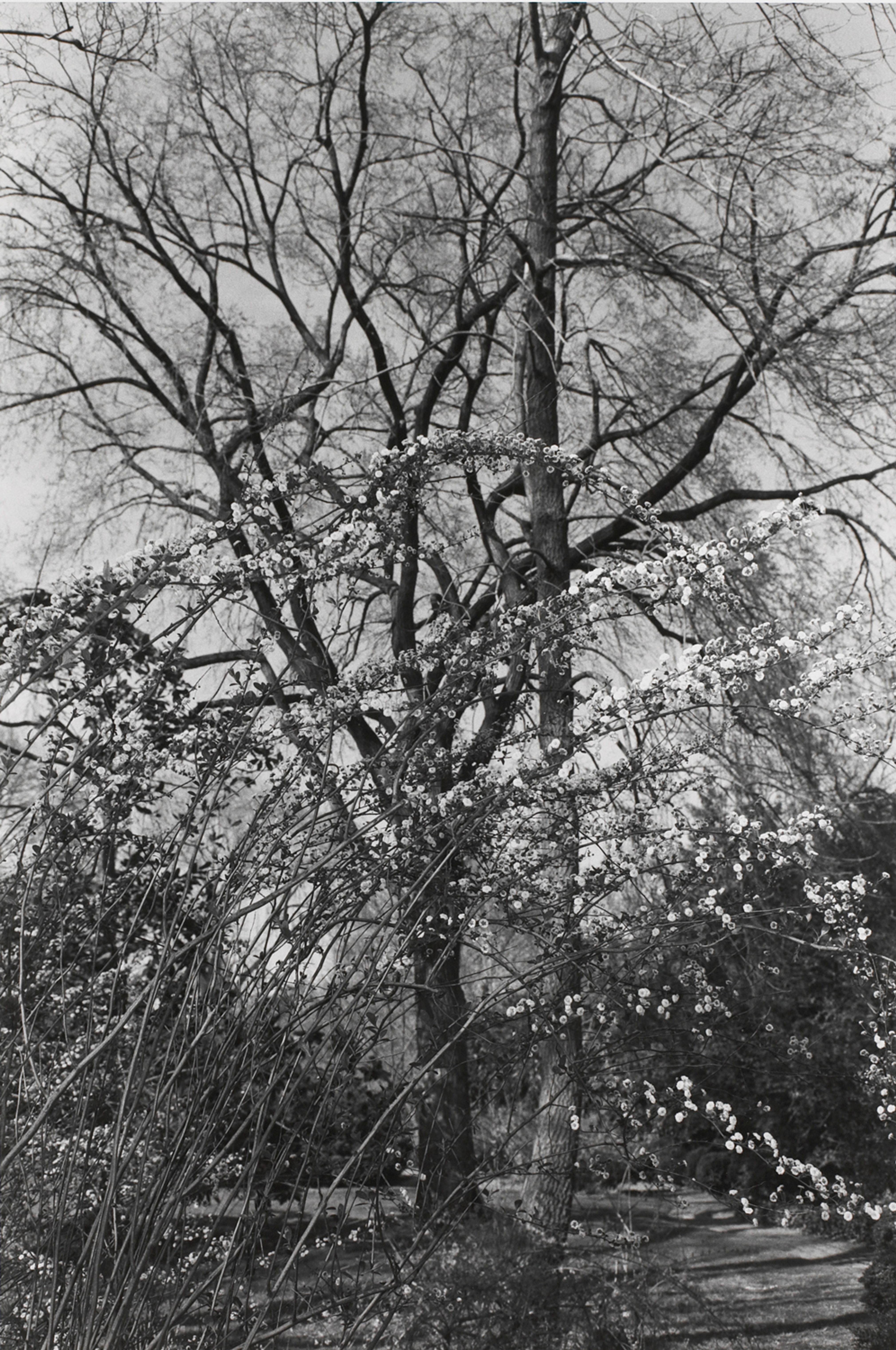 Untitled, Washington, D.C. (White Blossoms on Leaning Branches)