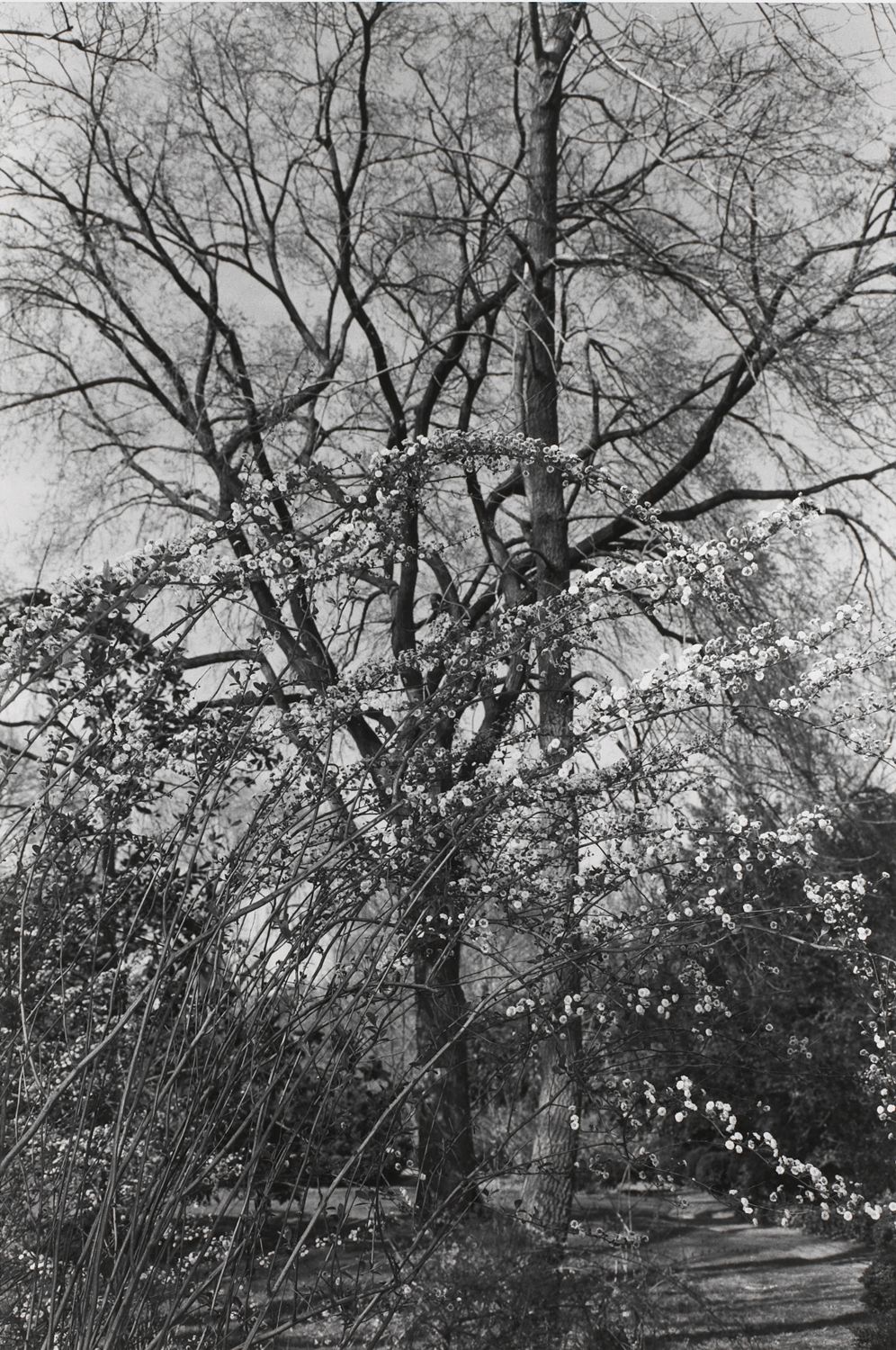 Untitled, Washington, D.C. (White Blossoms on Leaning Branches)