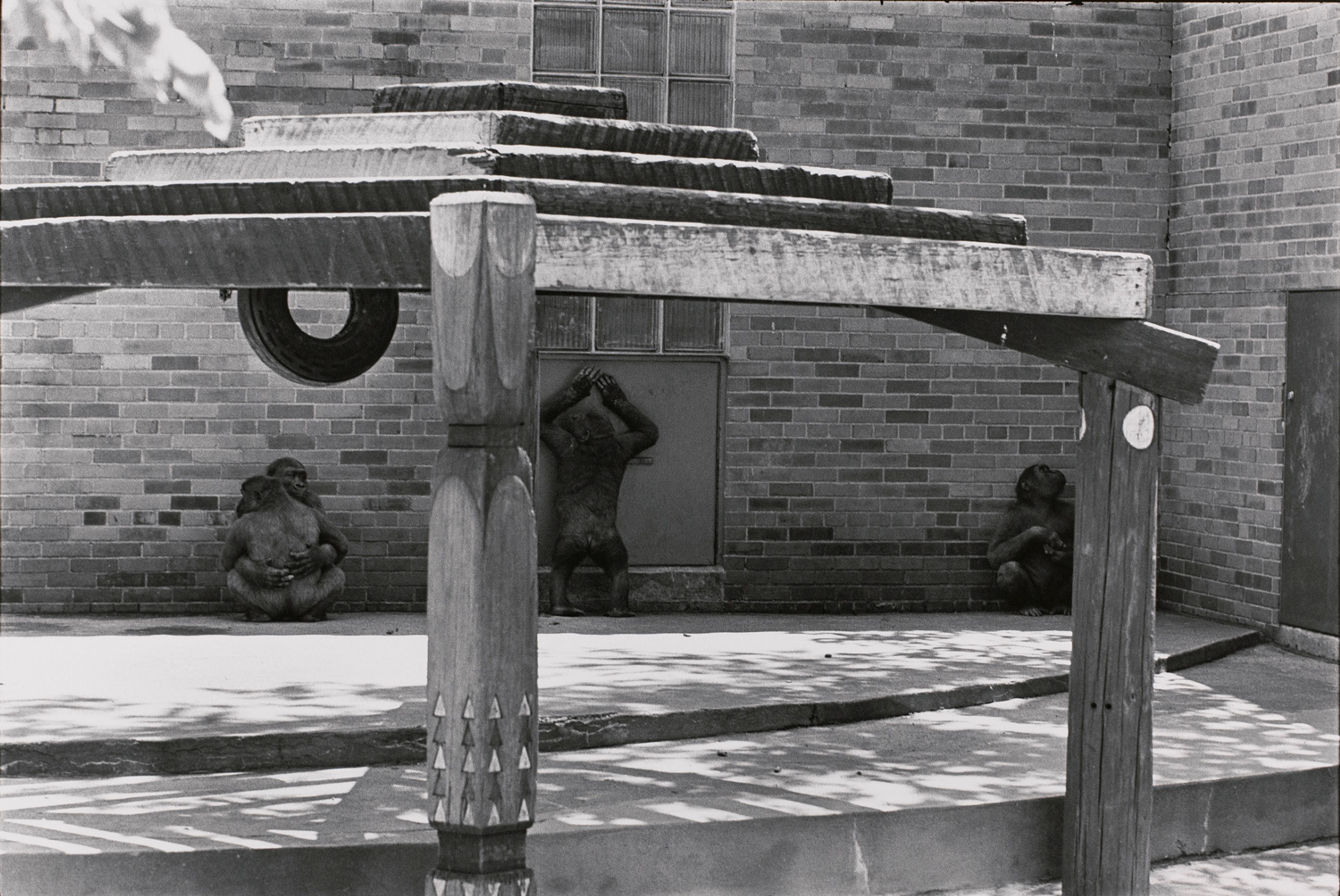 Untitled (Apes against the wall)