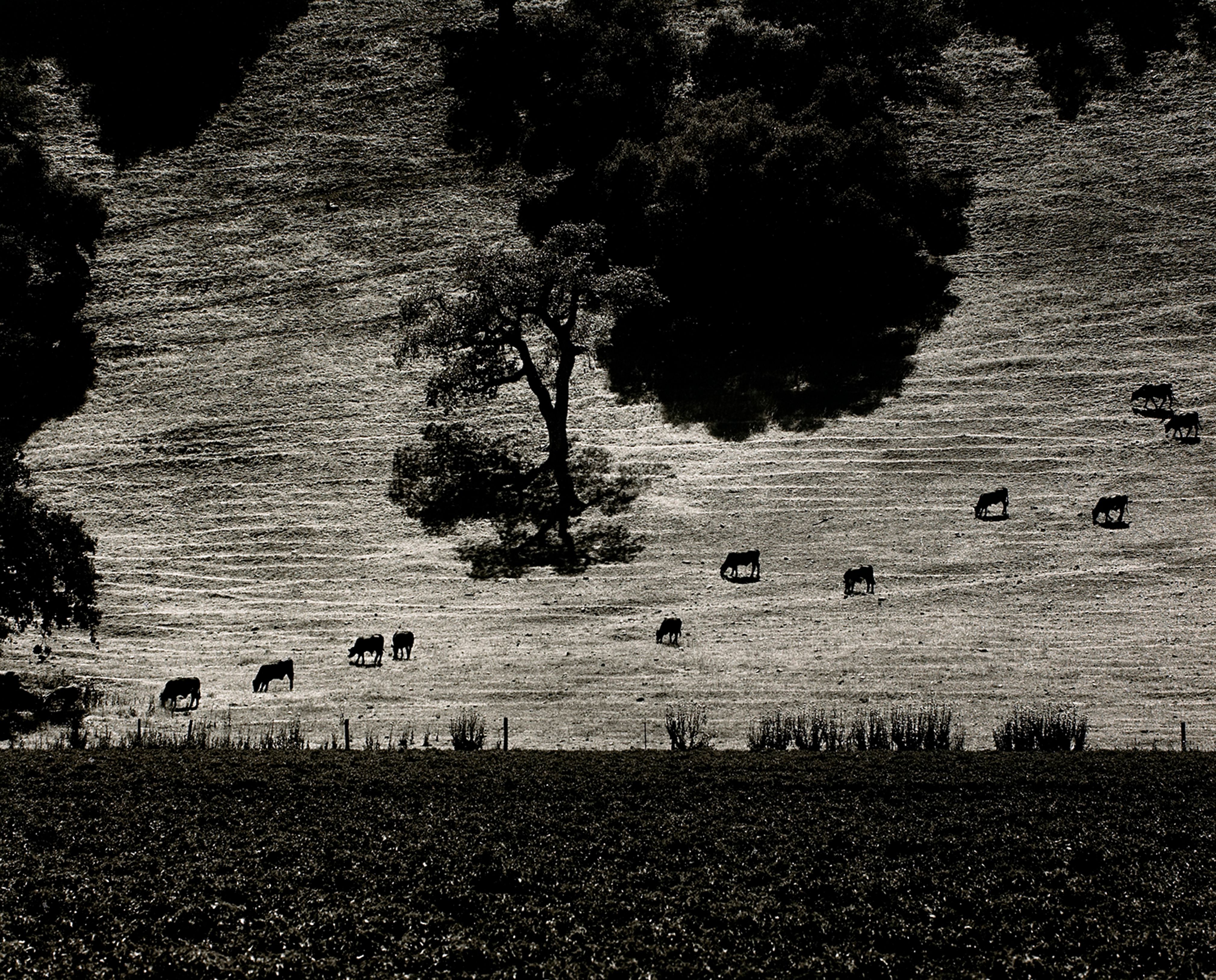 Cattle Paths