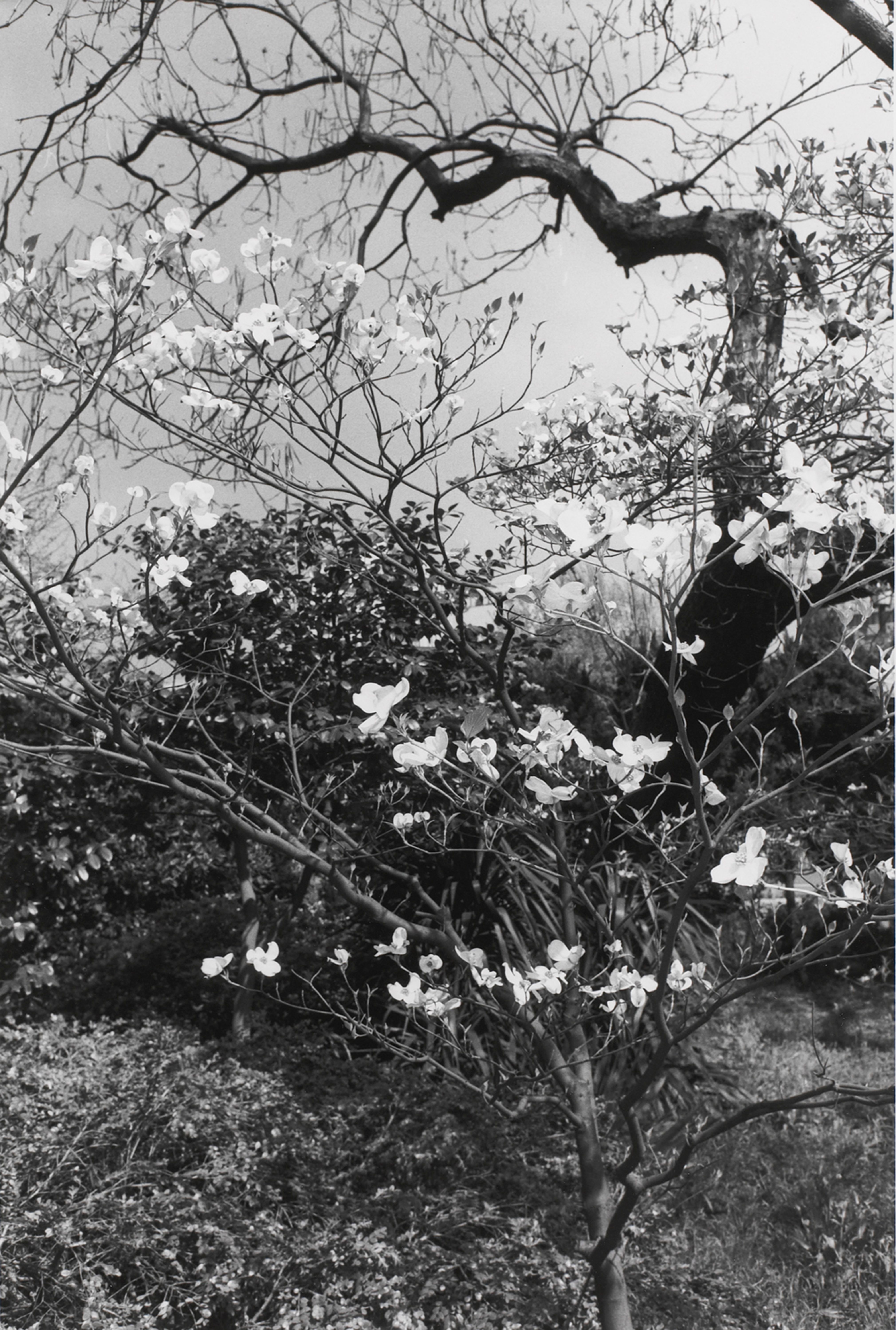 Untitled, Tokyo, Japan (Tree with White Blossoms)