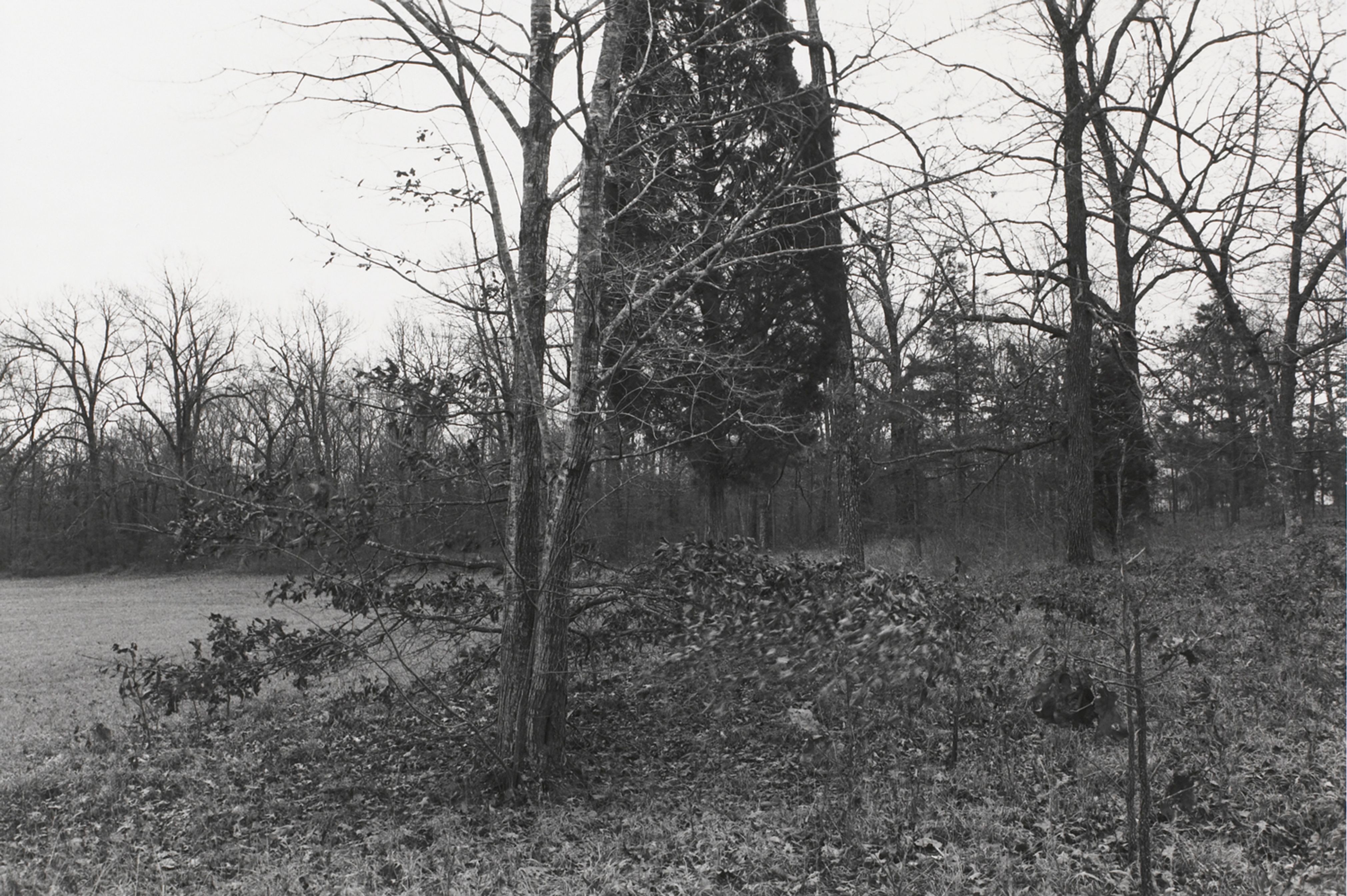 Untitled from Shiloh National Military Park, Tenessee (moving leaves)
